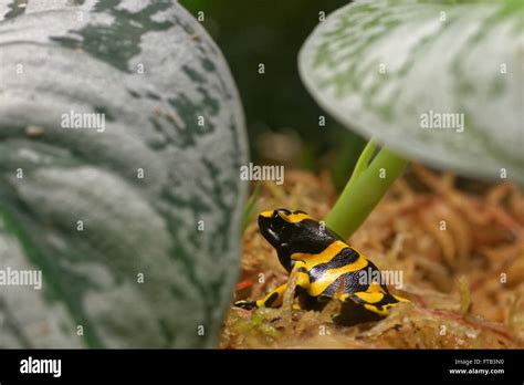 Yellow Banded Poison Dart Frog Dendrobates Leucomelas Also Known As