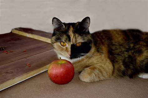 Gato pode comer maçã Descubra aqui Revista Meu Pet