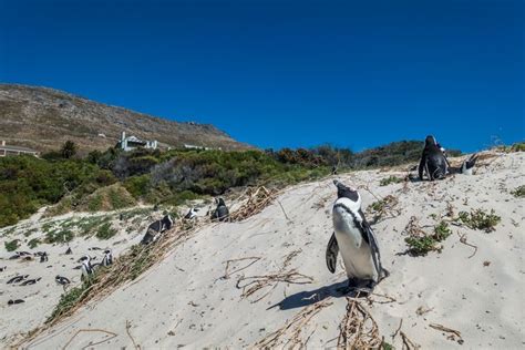 Get up close with penguins at Boulders Beach - Wandering the World ...