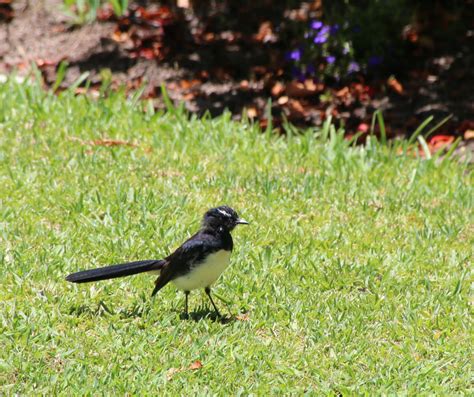 Willie Wagtail