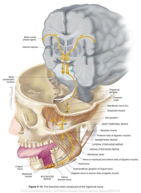 Trigeminal V Cranial Nerves Muscleanatomy Check More At