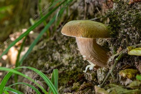 Hermoso boletus edulis banner de setas en increíble musgo verde