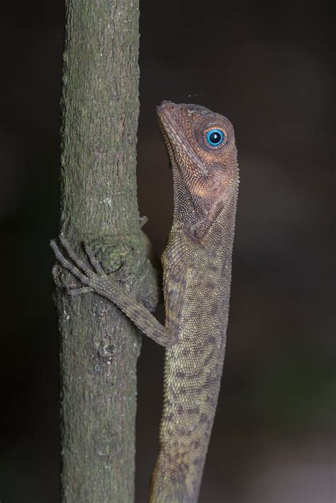 Z2a2307 Earless Agamid Aphaniotis Fusca Budak Flickr