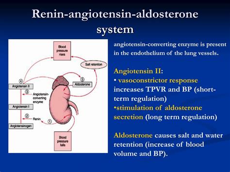 Ppt Blood Vessels Pathology Powerpoint Presentation Free Download