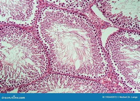 Rat Testicles With Sperm Tissue In Cross Section Stock Photo Image Of