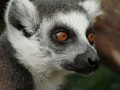 Habitat Dei Lemuri Scoprilo