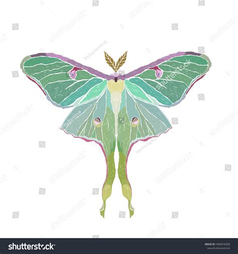 Luna Moth Butterfly Isolated On White Stock Illustration 1809676300