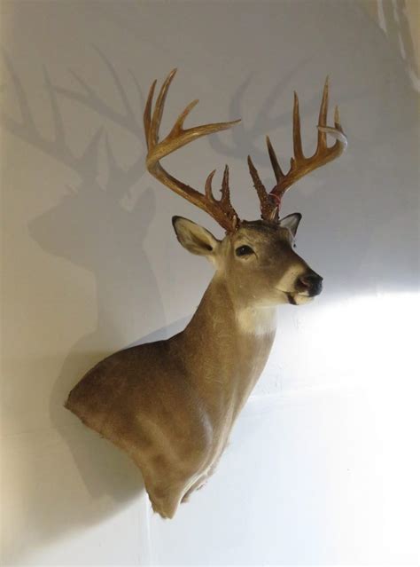 Whitetail Trophy Class taxidermy mount for sale. W-109S – Mounts For Sale