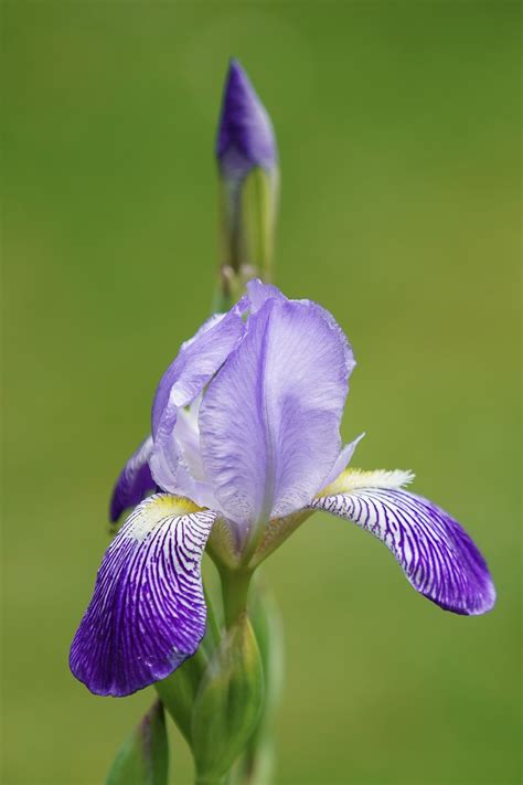 Iris Flor Irisbl Te Lirio Foto Gratis En Pixabay Pixabay