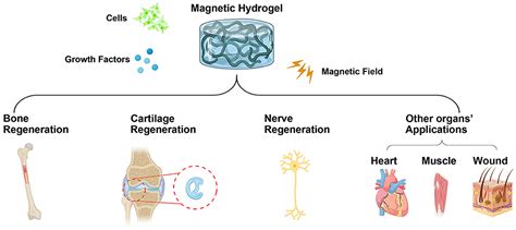 Frontiers Recent Advances On Magnetic Sensitive Hydrogels In Tissue Engineering