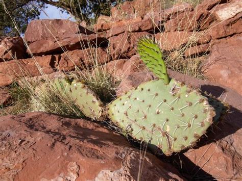 Free Images Landscape Nature Rock Cactus Hill Desert Flower