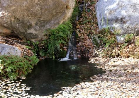 15 Fun Facts About The Wildlife In Guadalupe Mountains National Park!