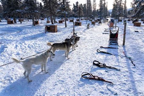 Dog Sledding In Yukon The Ultimate Canadian Winter Adventure