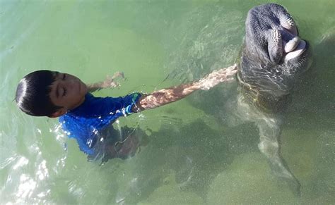 Esto Es Lo Que Causa La Muerte De Manatíes En La Frontera De Q Roo