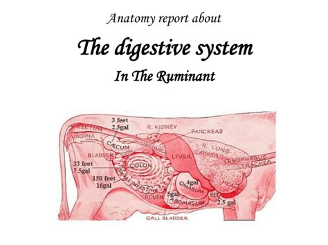 Ruminant Digestive System Parts And Functions