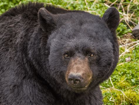 Njdep Fish Wildlife Black Bear Research And Management