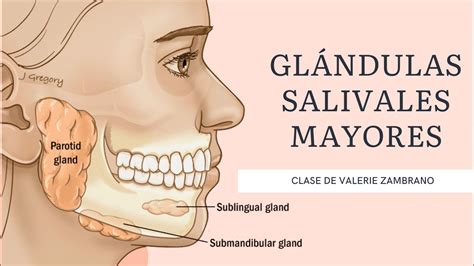 Cada Vez Textura Pubertad Cuales Son Las 3 Glandulas Salivales Agua Con