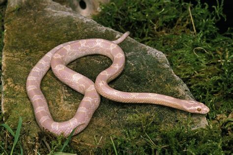 Albino Corn Snake Care And Requirements Amelanistic