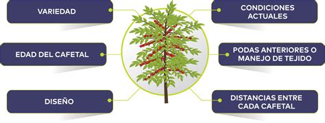 Prácticas De Poda En La Plantación De Café Blog Cambiagro