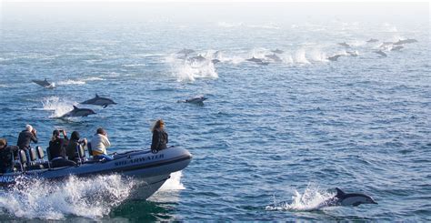 Newport Coastal Adventure | The Ultimate Whale Watching Adventure!