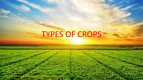 Types Of Crops Ppt