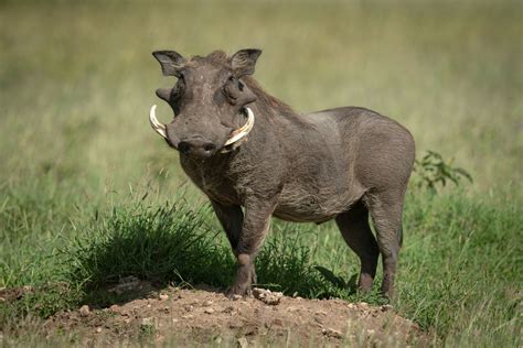 Who Are You Calling Common — Nick Dale Photography Warthog