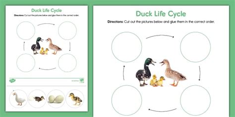 Duck Life Cycle Cut And Paste Activity Worksheet Twinkl