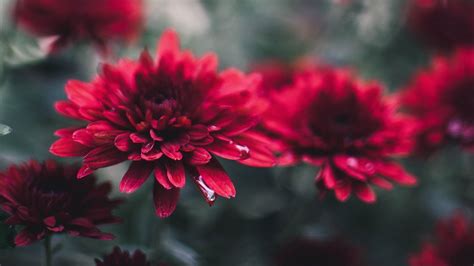 Chrysanthemum HD, HD Wallpaper | Rare Gallery