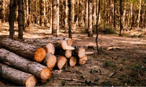 Illegal Logging Di Kalimantan Tengah Oleh Pt Css Berhasil Diungkap