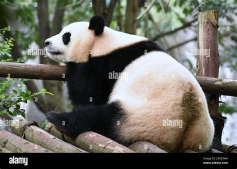 Tired panda bear dozing off Stock Photo - Alamy