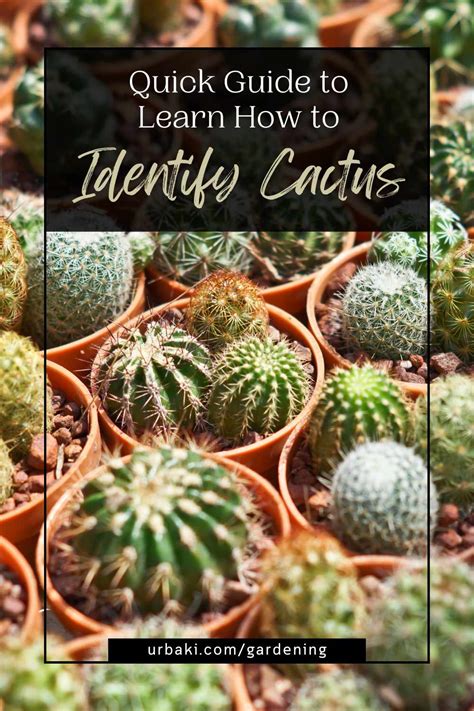 Quick Guide To Learn How To Identify Cactus