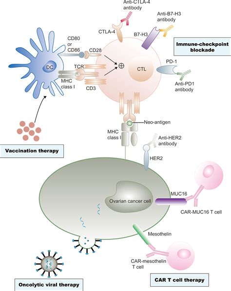 Frontiers Immunotherapy For Ovarian Cancer Adjuvant Combination