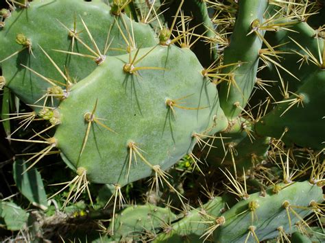 Chumbera Opuntia Ficus Indica Opuntia Dillenii Plantas Riomoros