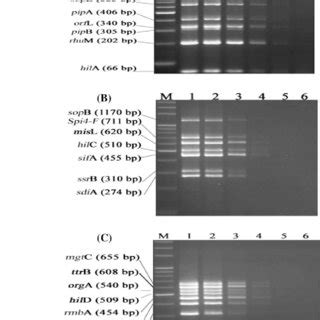 Sensitivity Of Multiplex PCR A Hexaplex And B And C Heptaplex As In