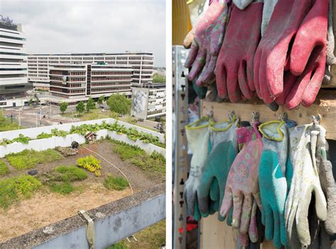 Dakakker Rotterdam Stadstuinieren