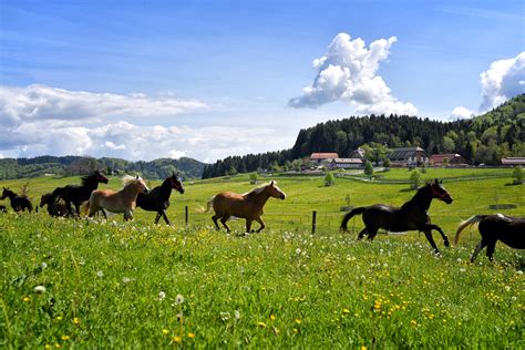 Gut Aiderbichl Führung Salzburger Seenland