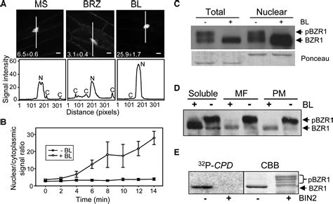 An Essential Role For Proteins In Brassinosteroid Signal