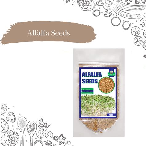 Alfalfa Seeds For Sprouting Lucerne Grass Seeds Sativa Rajko High In