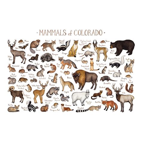 Colorado Mammals Field Guide Art Print Animals Of Colorado