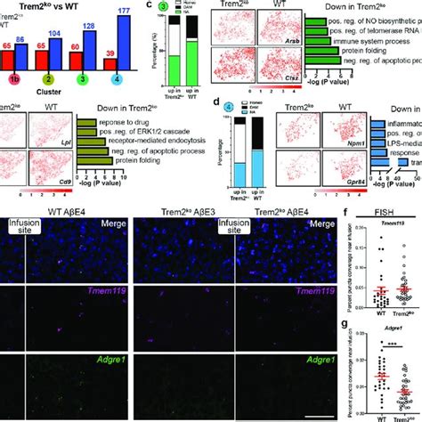 Scrna Seq Data Reveal Distinct Microglial Subpopulations In Response To Download Scientific