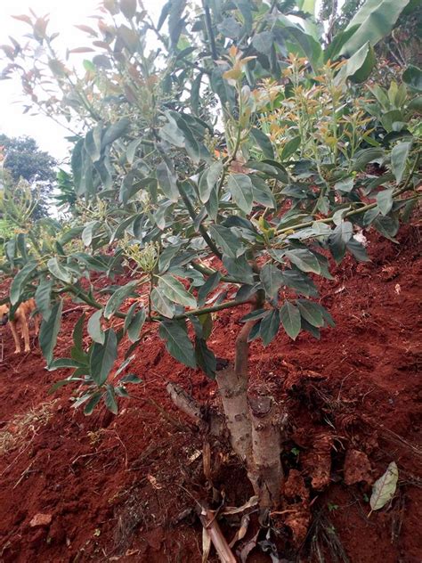 A One Year And Three Months Old Flowering Hass Avocado Oxfarm Organic Ltd