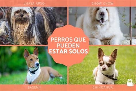 Razas De Perros Que Pueden Quedarse Solos Desc Brelas