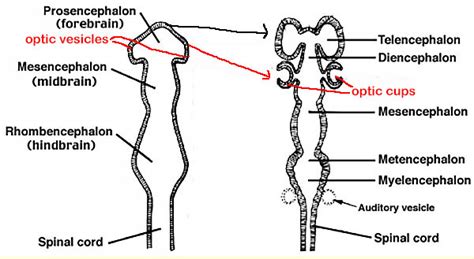 Evolution of the chordates