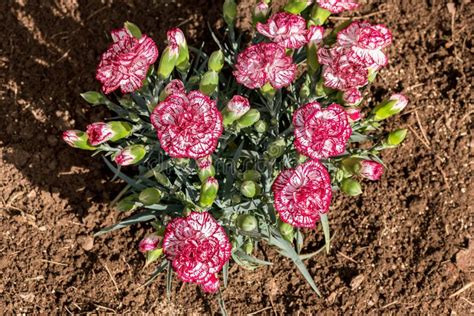 Pink and White Dianthus Caryophyllus Flowers Bouquet Stock Photo ...