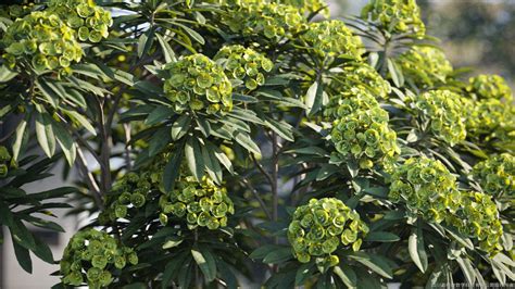 Maxtree — Plant Models Vol 119