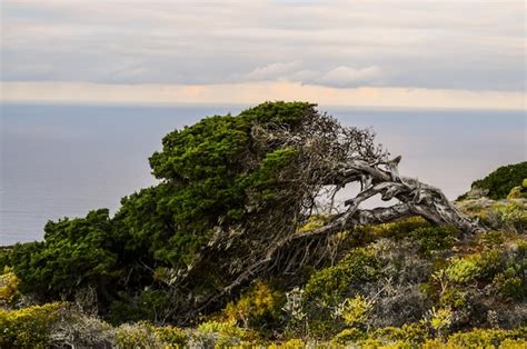 Genévrier noueux façonné par le vent à El Sabinar île d El Hierro