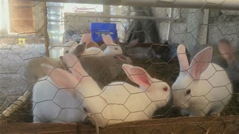 Des lapereaux dun mois à lengraissement en cage collective lapin