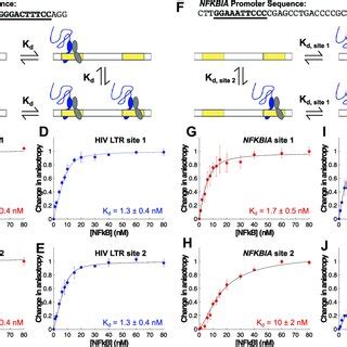 K D Values Of P53 A And P50 RelA For Consensus And Non Consensus DNA