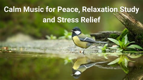 Calm Music For Peace Relaxation Study And Stress Relief Youtube