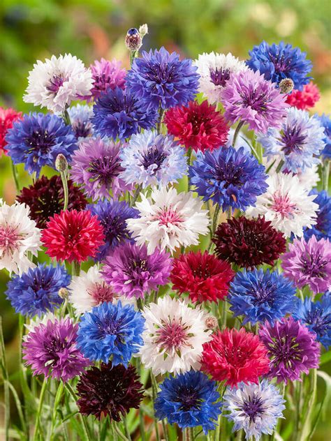 Osc Special Mixture Bachelor Buttons Seeds Osc Seeds